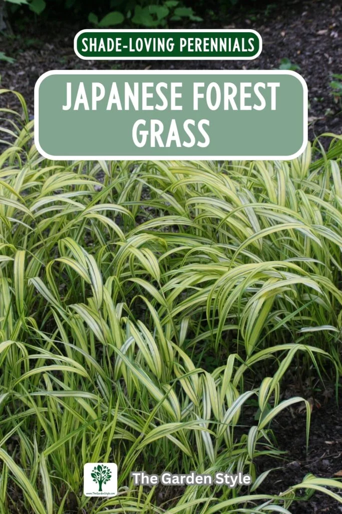 japanese forest grass perennials