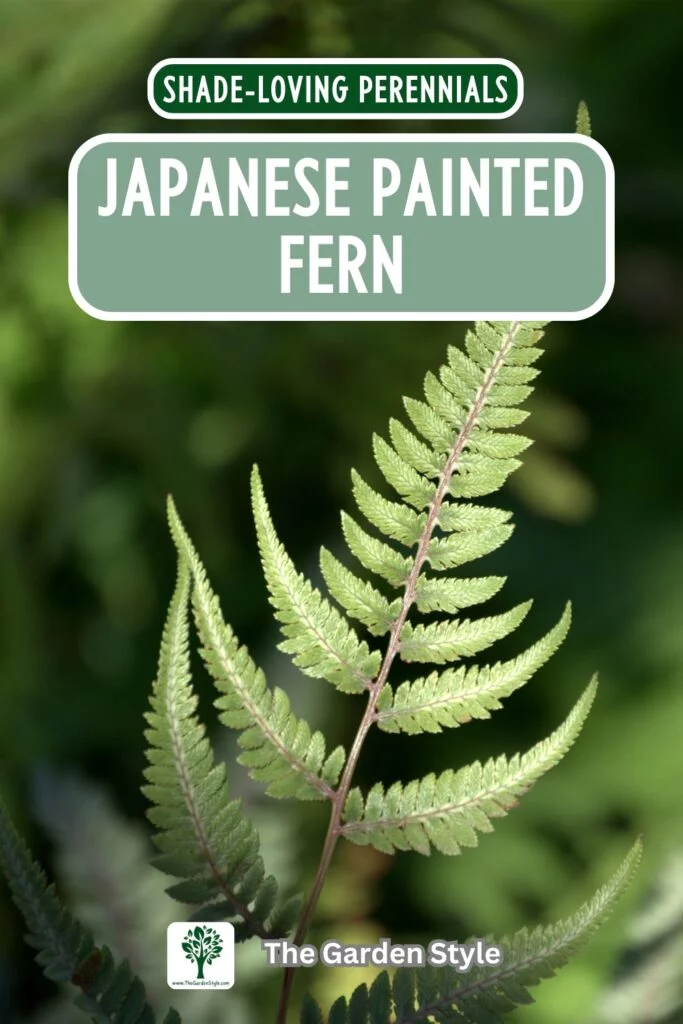 japanese painted fern perennial