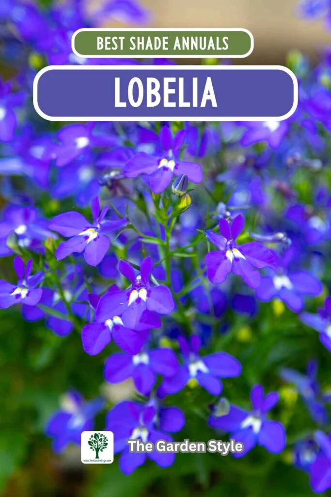 lobelia annual flowers