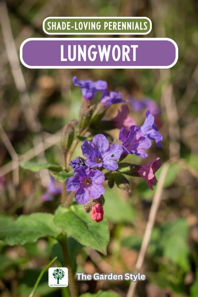 lungwort shade perennial plants