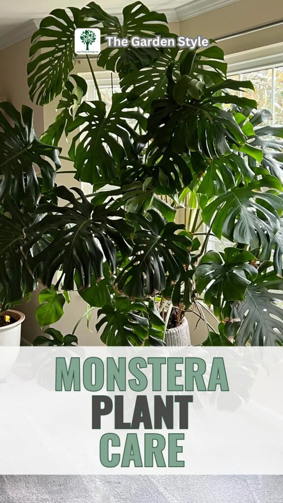 monstera plant care