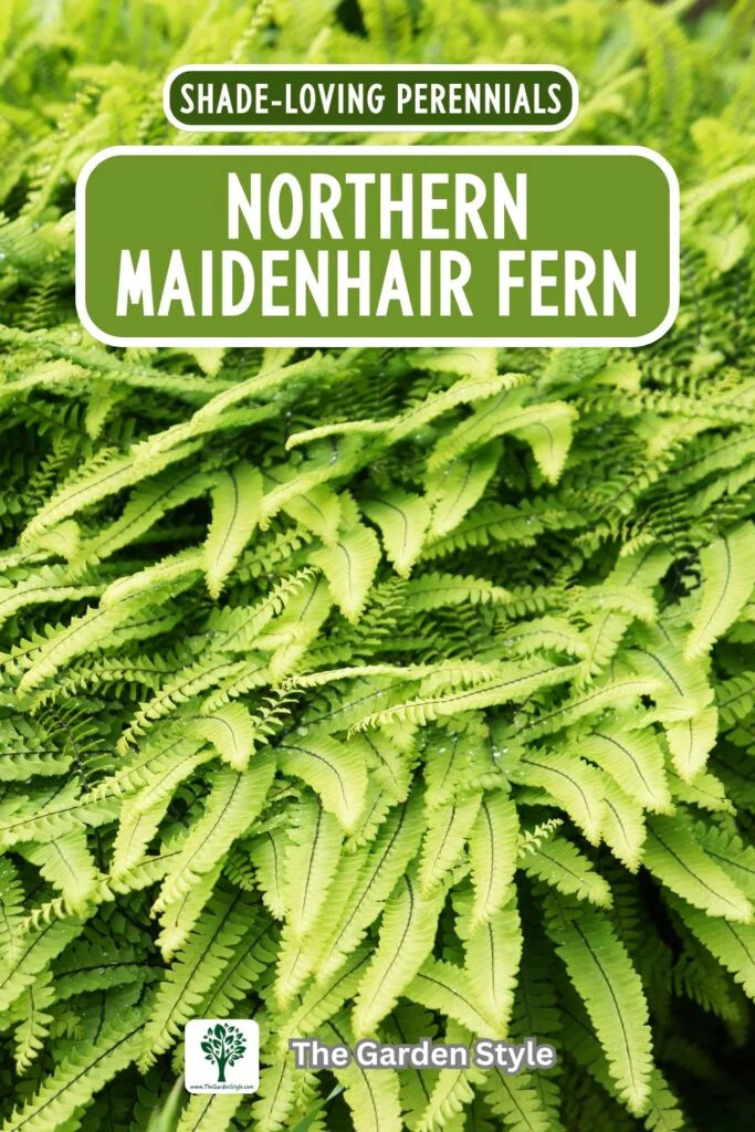 nothern maidenhair fern perennial