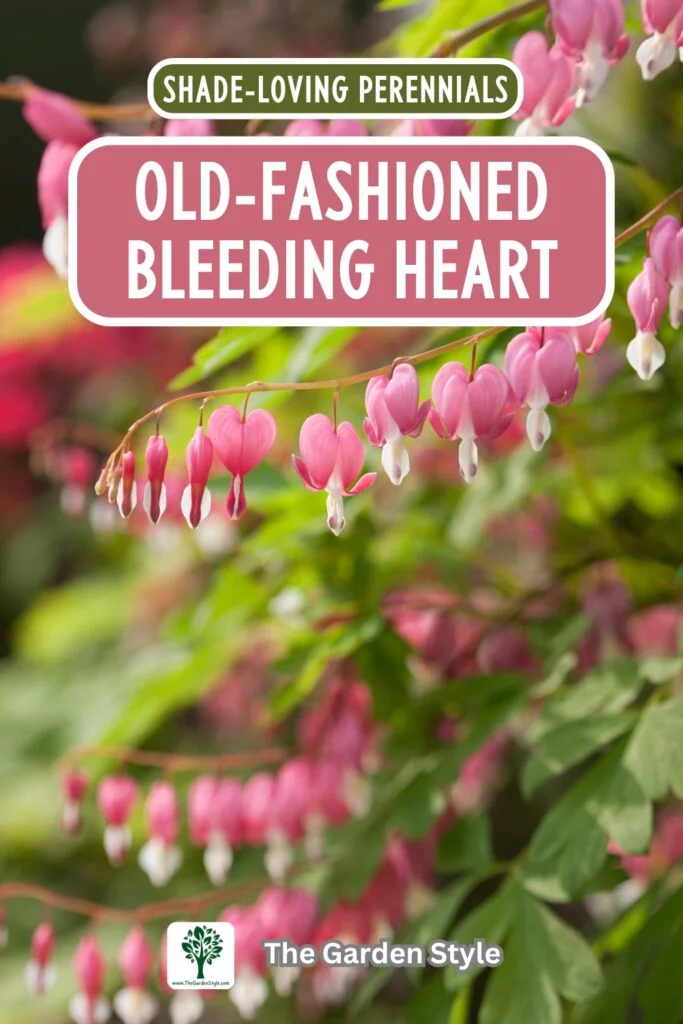 old fashioned bleeding heart perennials