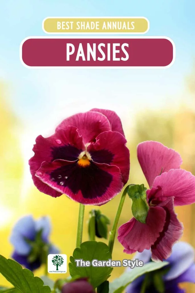 pansies shade annuals