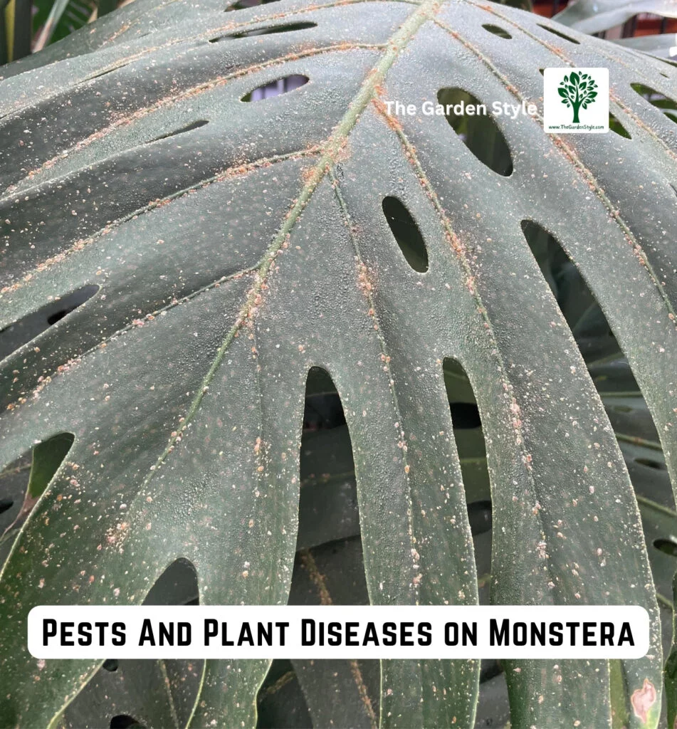 pests and plant diseases on monstera