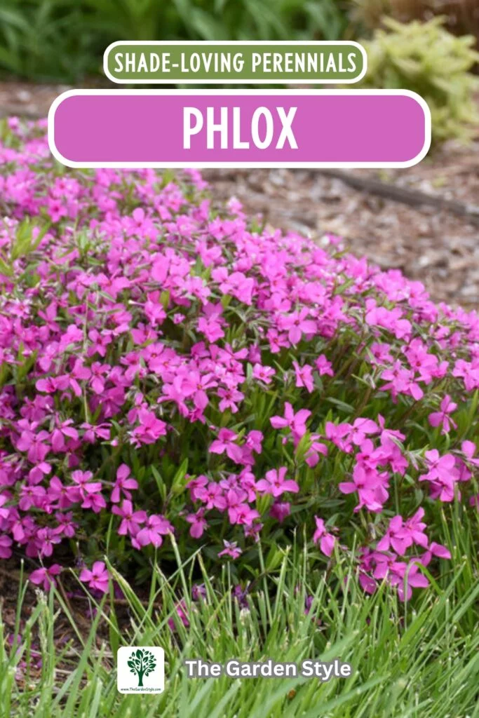phlox shade loving perennials