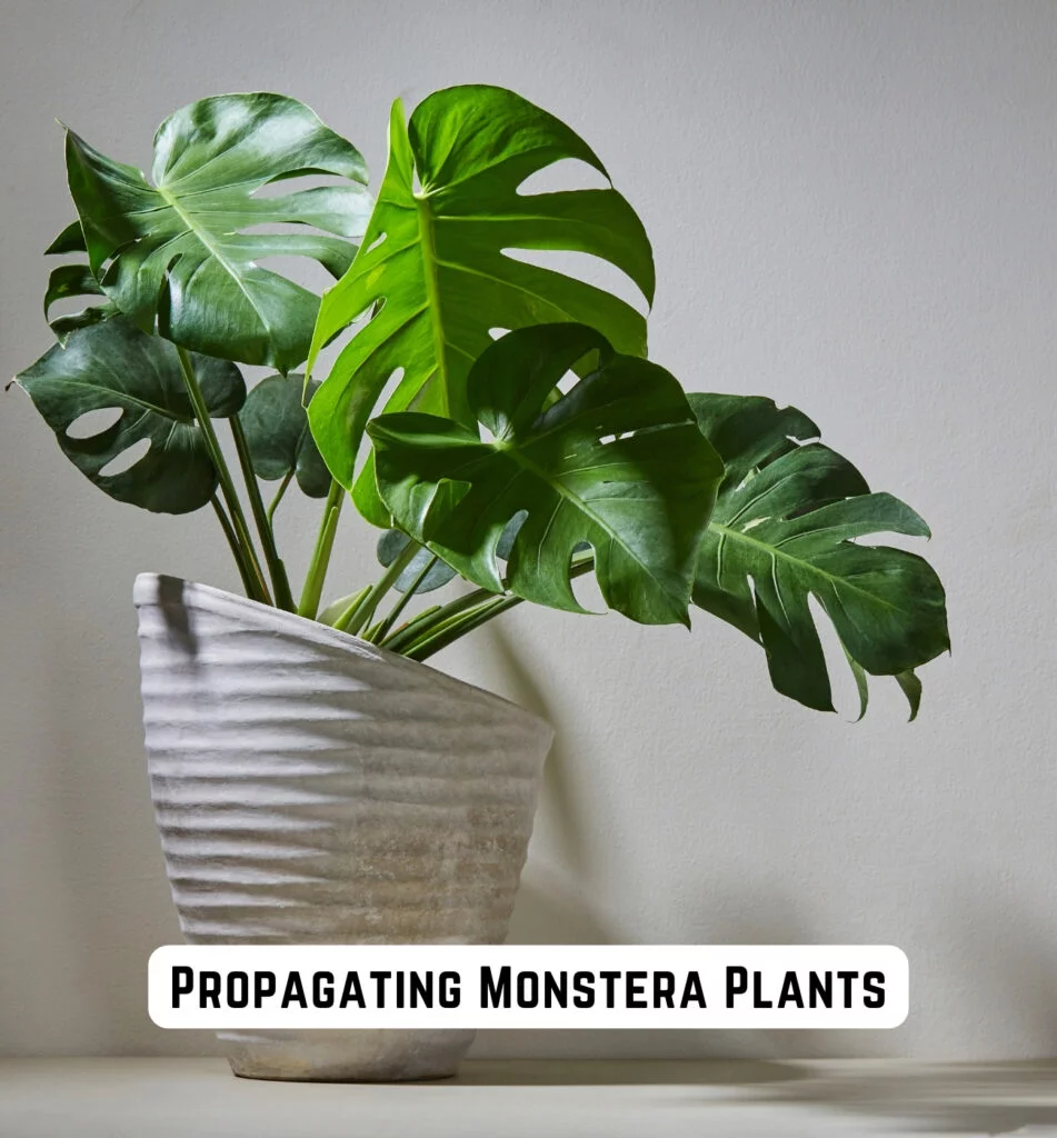 propagating monstera plants