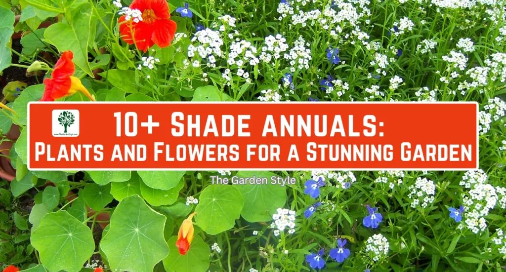 shade annuals flowers for a stunning garden