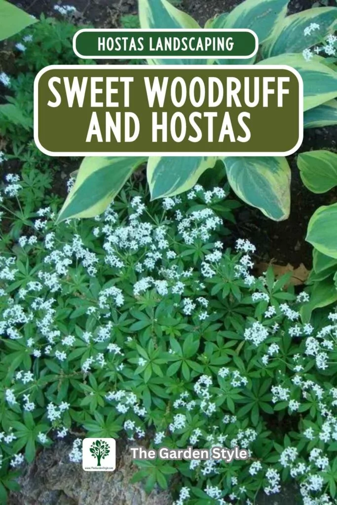 shade garden sweet woodruff and hostas