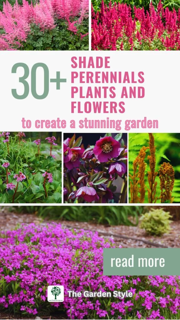 shade perennials plants and flowers