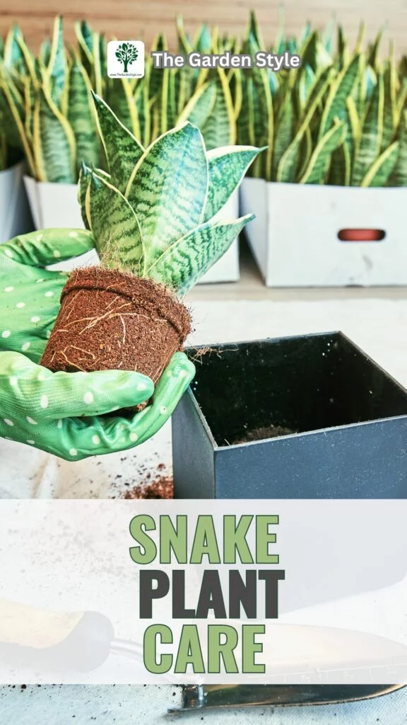 snake plant care