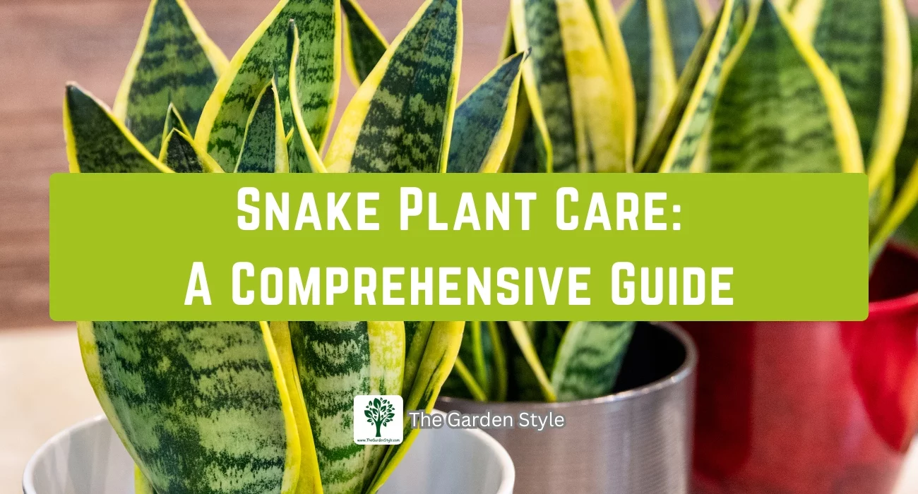 snake plant care a comprehensive guide