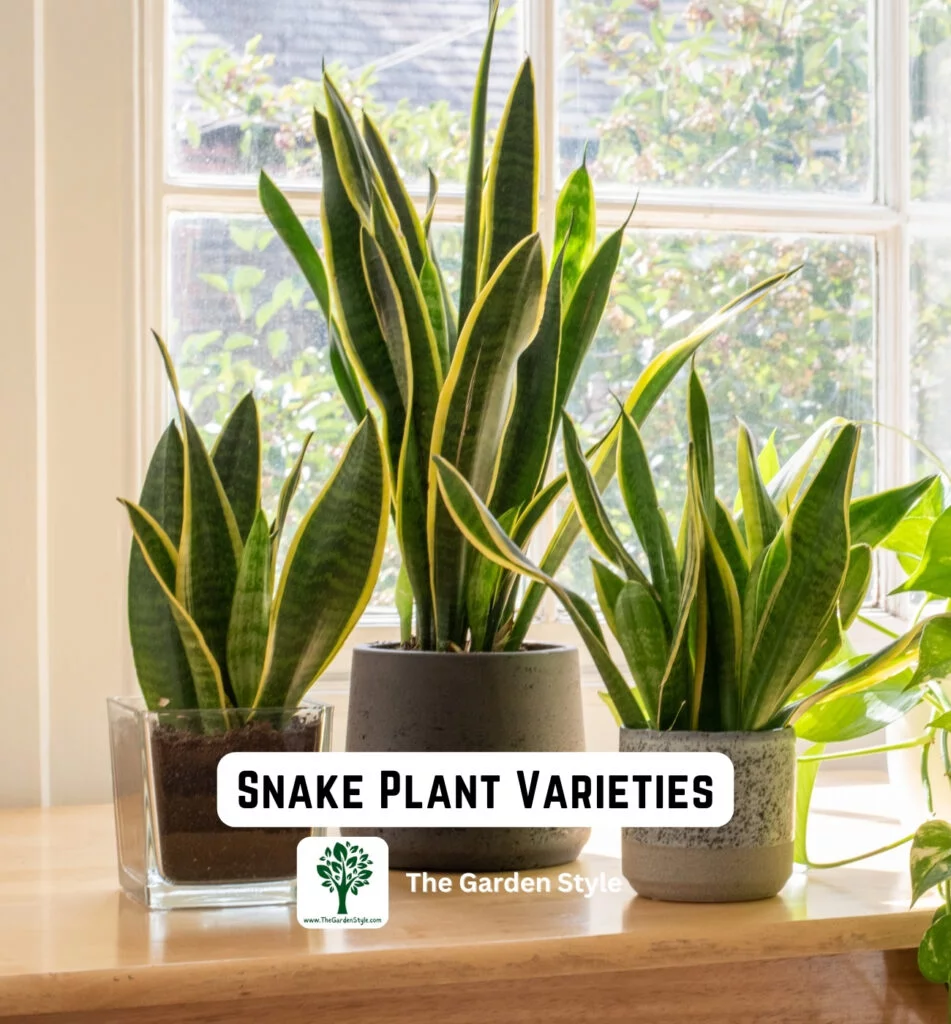 snake plant varieties
