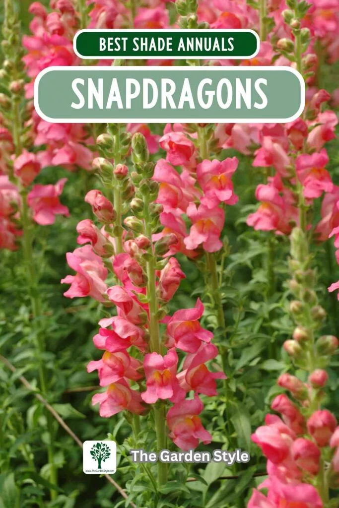 snapdragons annuals for shade