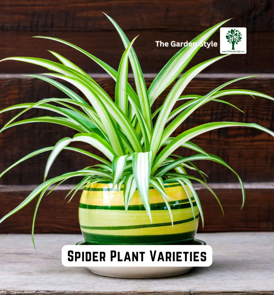 spider plant varieties