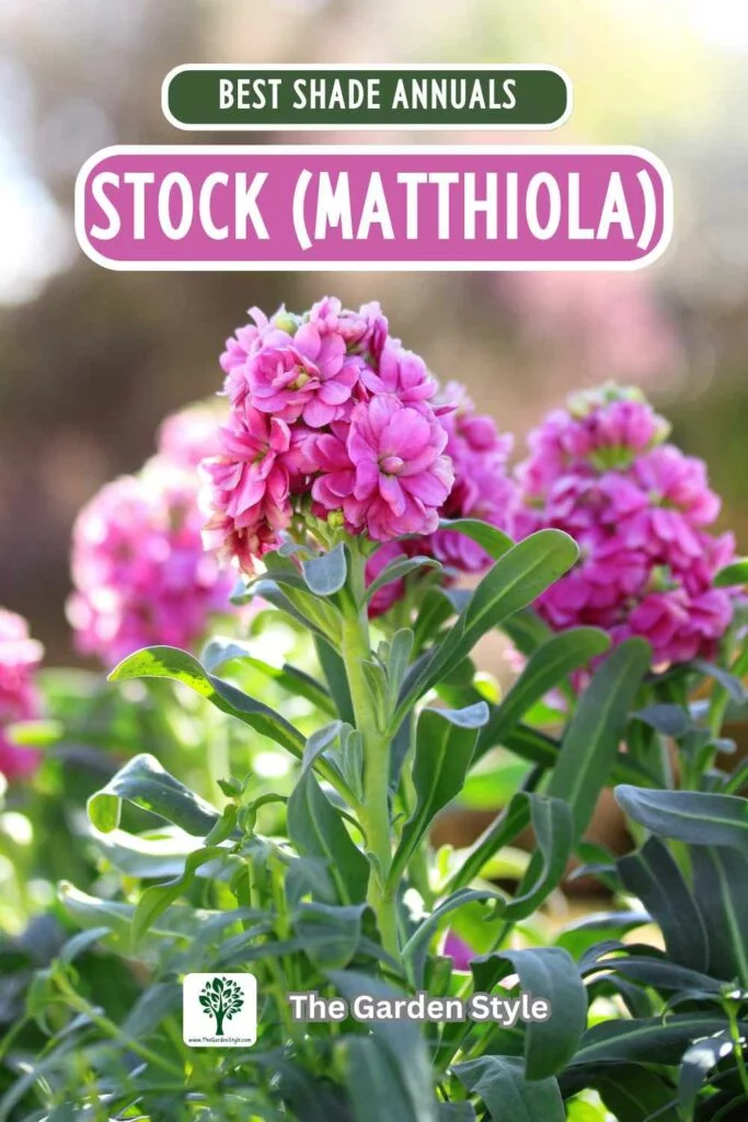 stock annuals for shade
