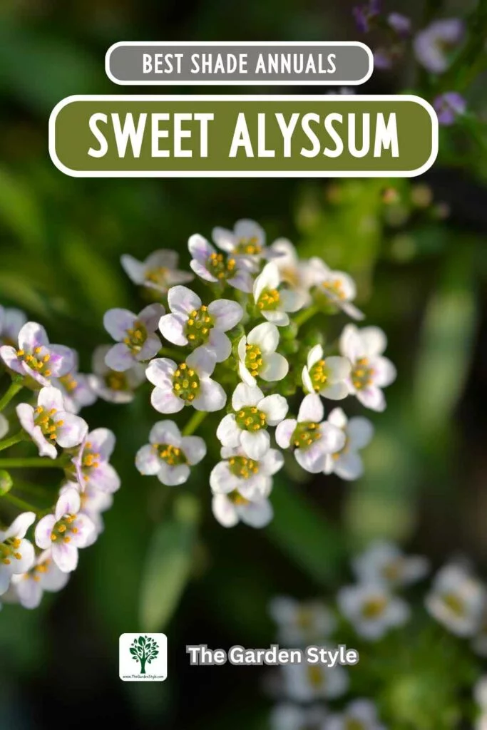 sweet alyssum annuals for shade