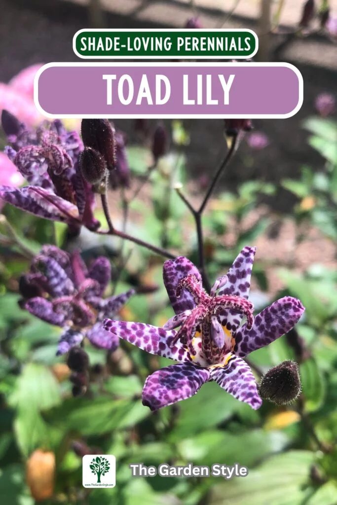 toad lily perennials plants