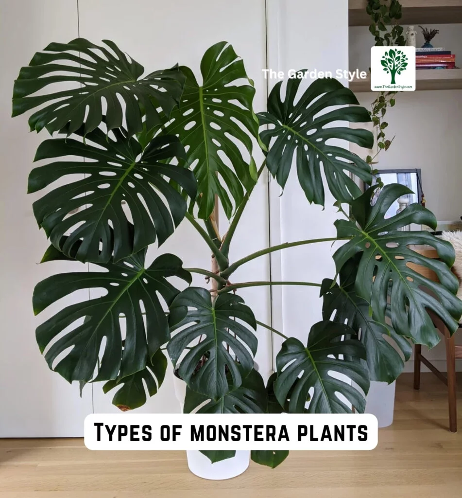 types of monstera plants