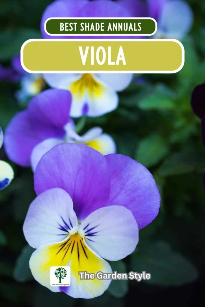 viola annuals for shade