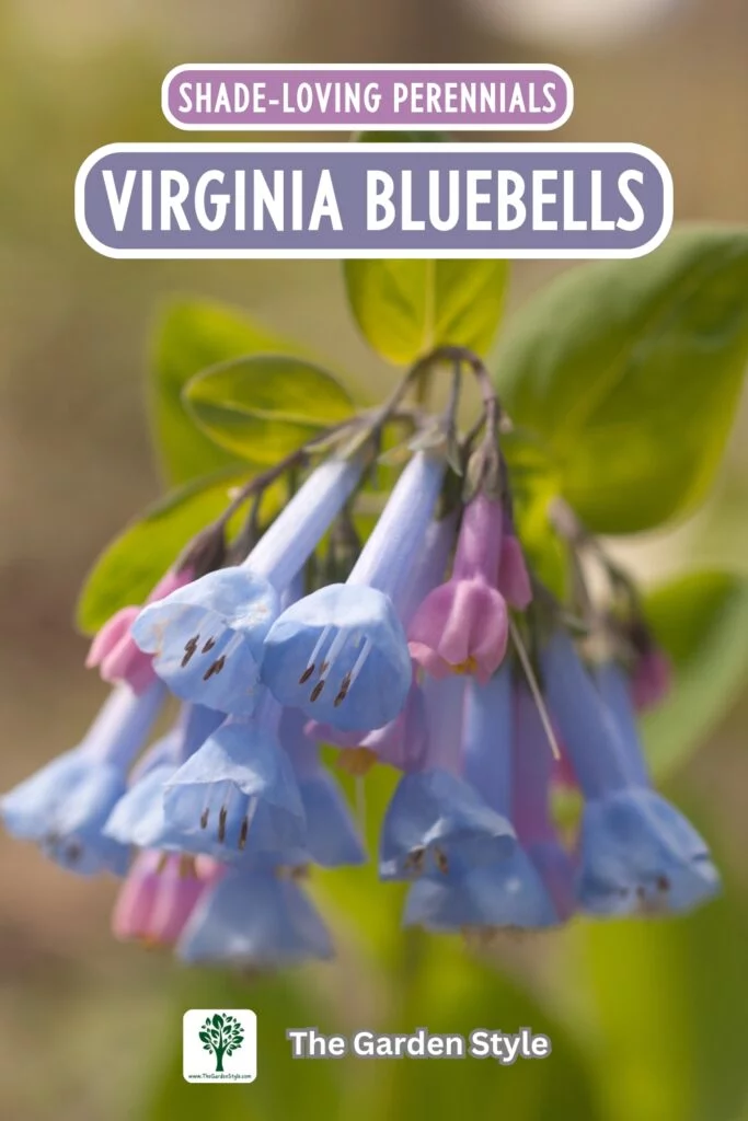 virginia bluebells shade loving perennials