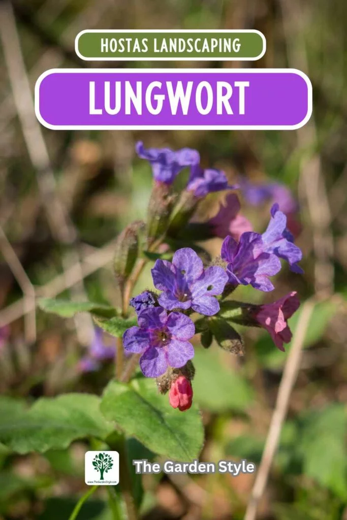 what to plant with hostas in a shade garden lungwort