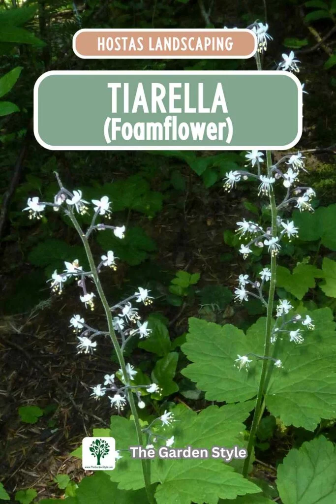 what to plant with hostas in a shade garden tiarella foamflower