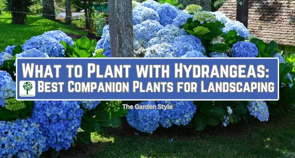 what to plant with hydrangeas best companion plants guide