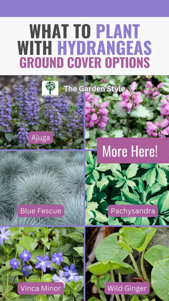 what to plant with hydrangeas ground cover options