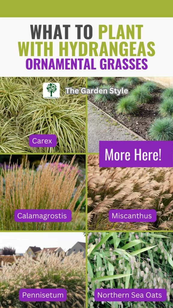 what to plant with hydrangeas ornamental grasses