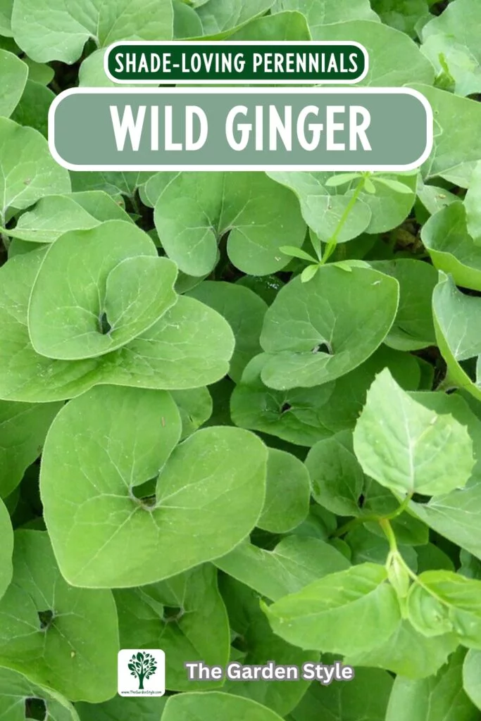 wild ginger shade perennial plant