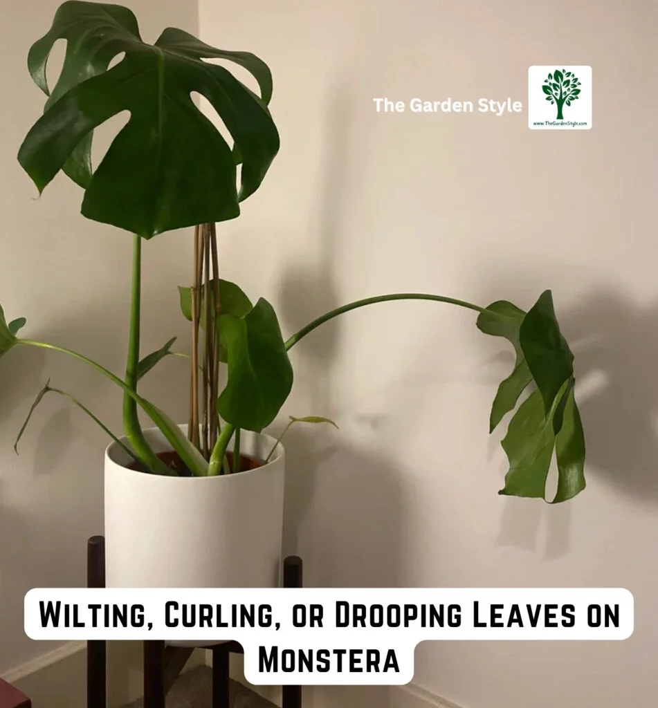 wilting curling or drooping leaves on monstera