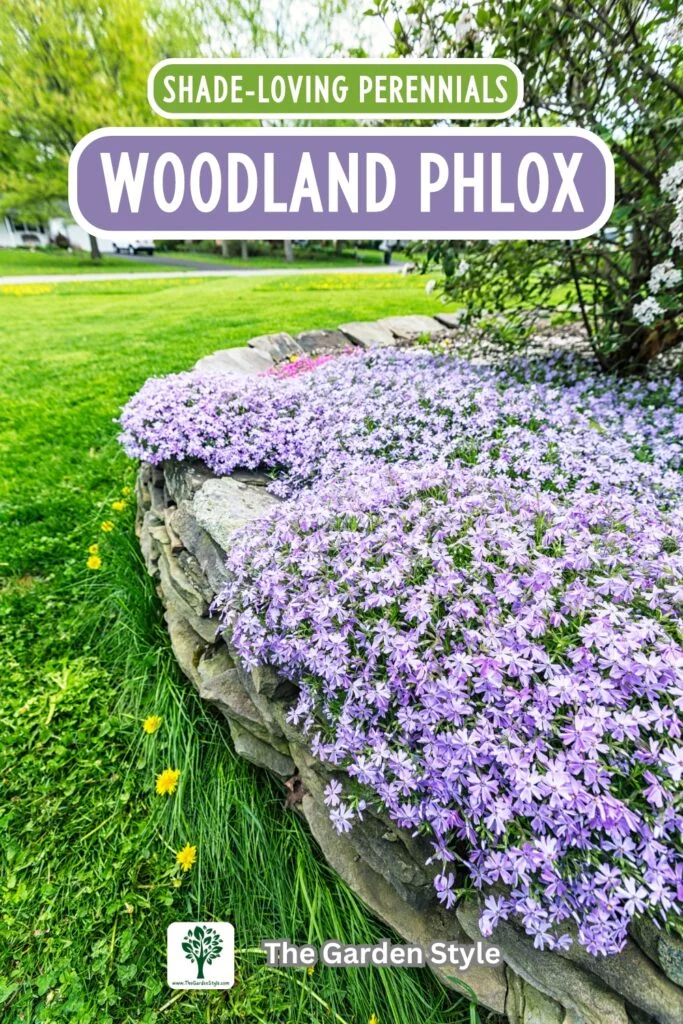 woodland phlox shade loving perennials