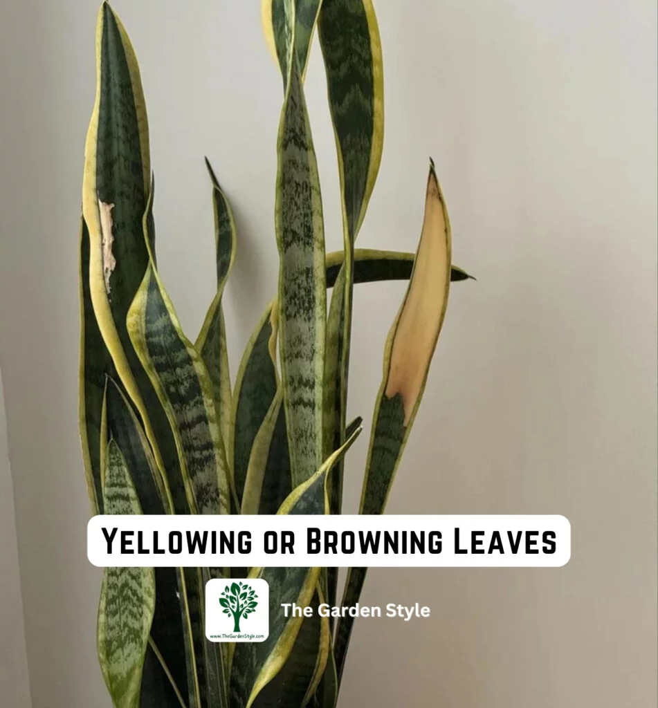 yellowing or browning leaves snake plant